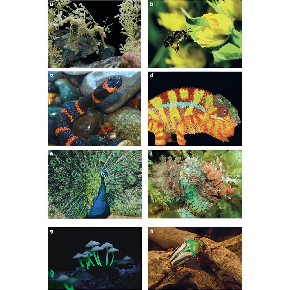 This is figure 1, which shows colors in nature.