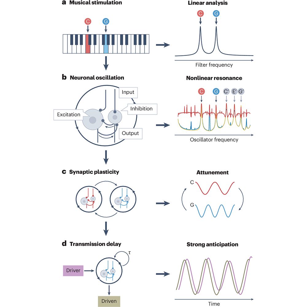 This is figure 2, which shows the predictions of neural resonance theory. 