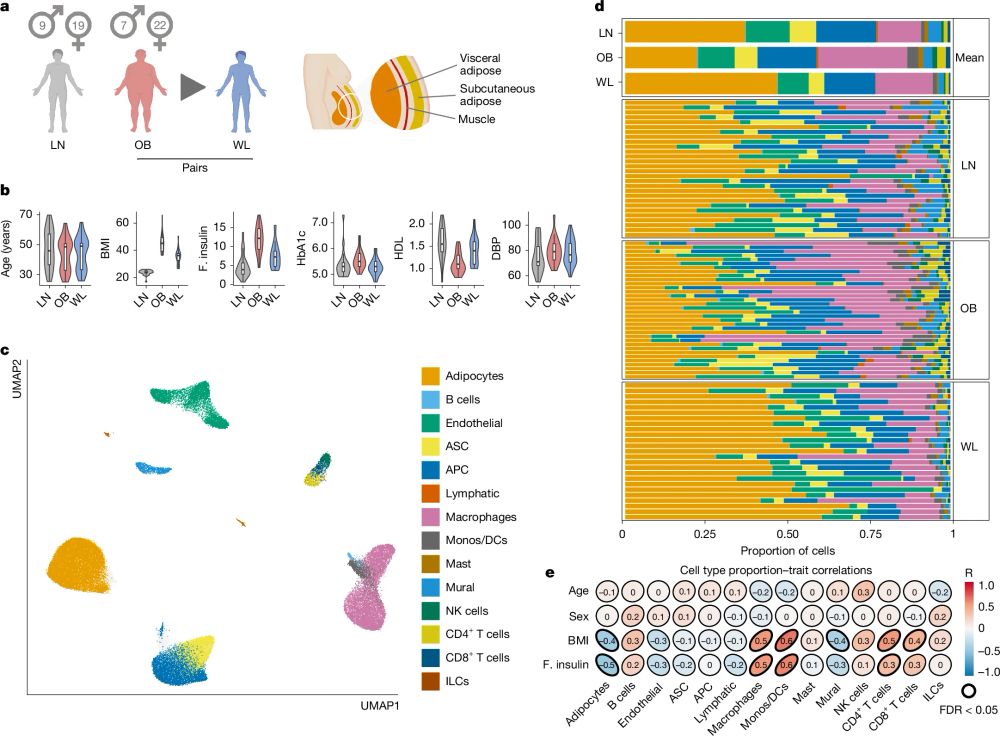 This is figure 1, which shows a single-cell atlas of human AT in leanness, obesity and WL.