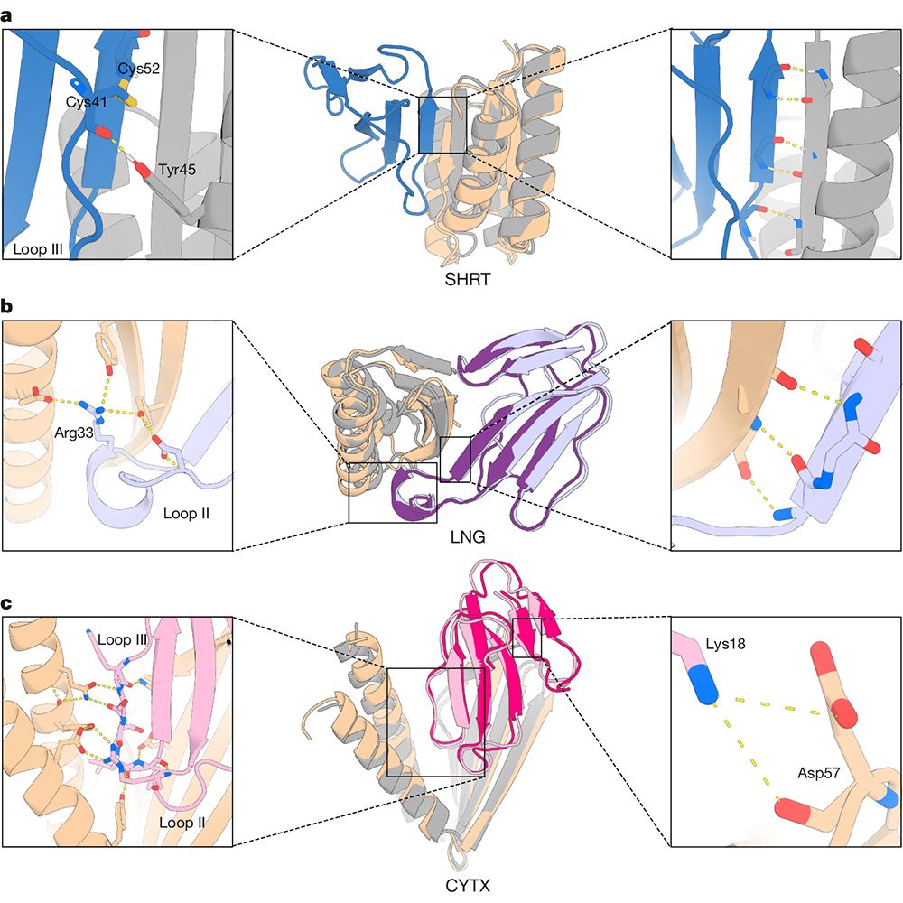 This is figure 3, which shows the crystal structures of 3FTx-binding proteins closely matched those of the design models. 