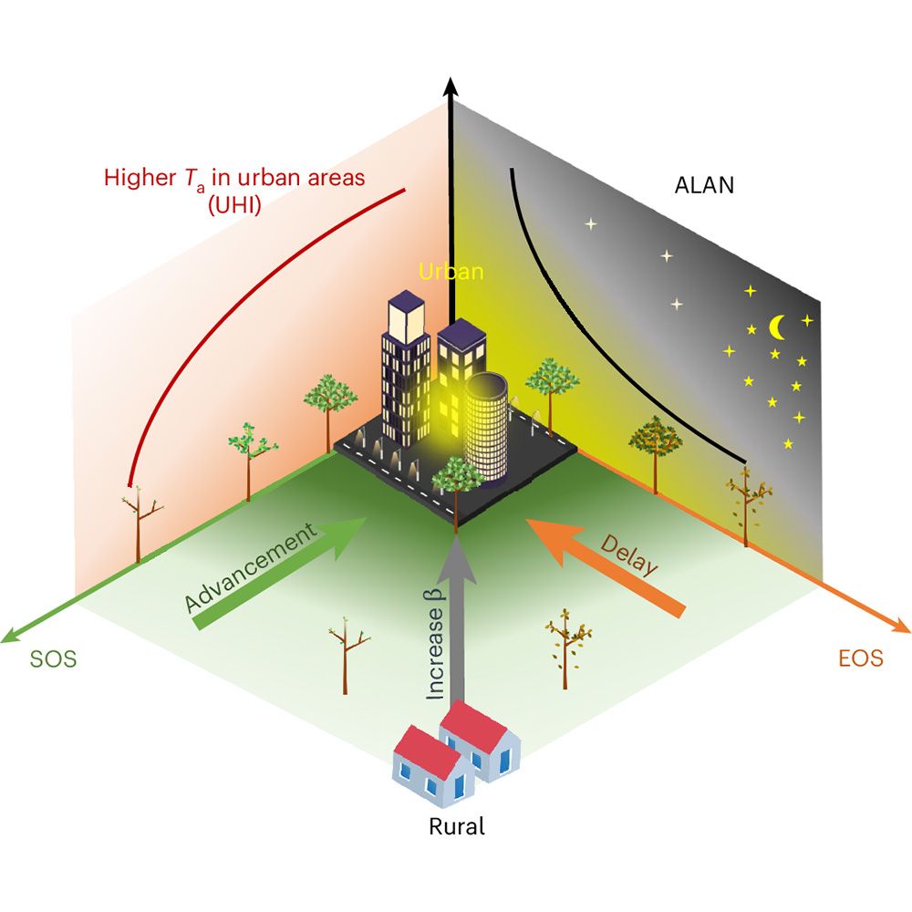 This is figure 1, which shows the ALAN and UHI effects on vegetation phenology. 