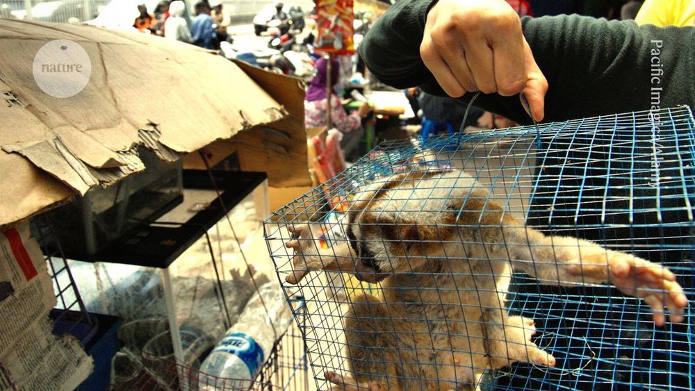 Exclusive: Inside the thriving wild-animal markets that could start the next pandemic