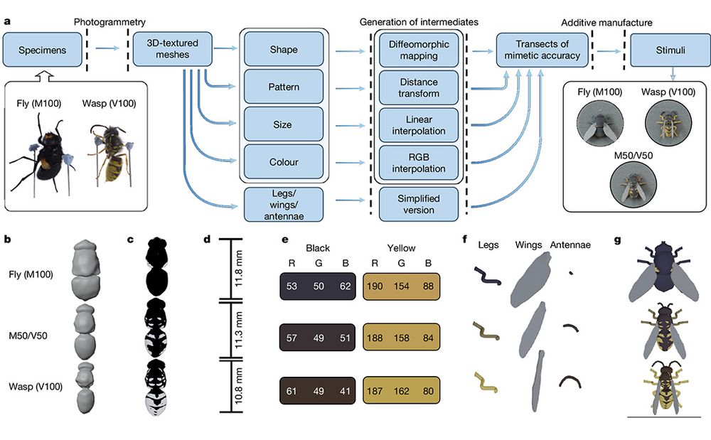 This is figure 1, which gives an overview of the methods used to generate artificial mimetic stimuli. 