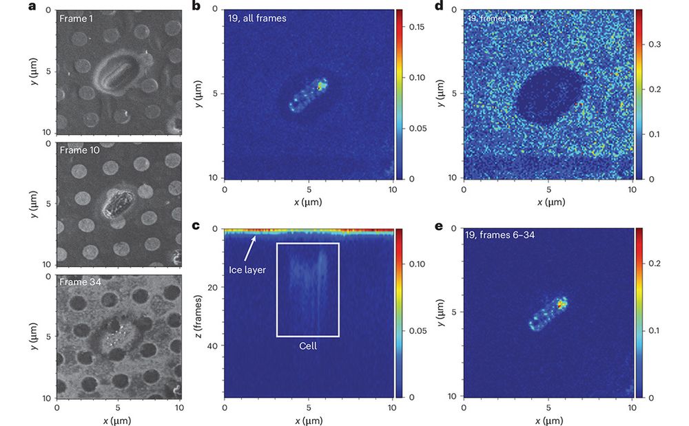 This is figure 3, which is FIB-SIMS imaging shows intracellular bioaccumulation of PFAS by E. coli ∆tolC. 