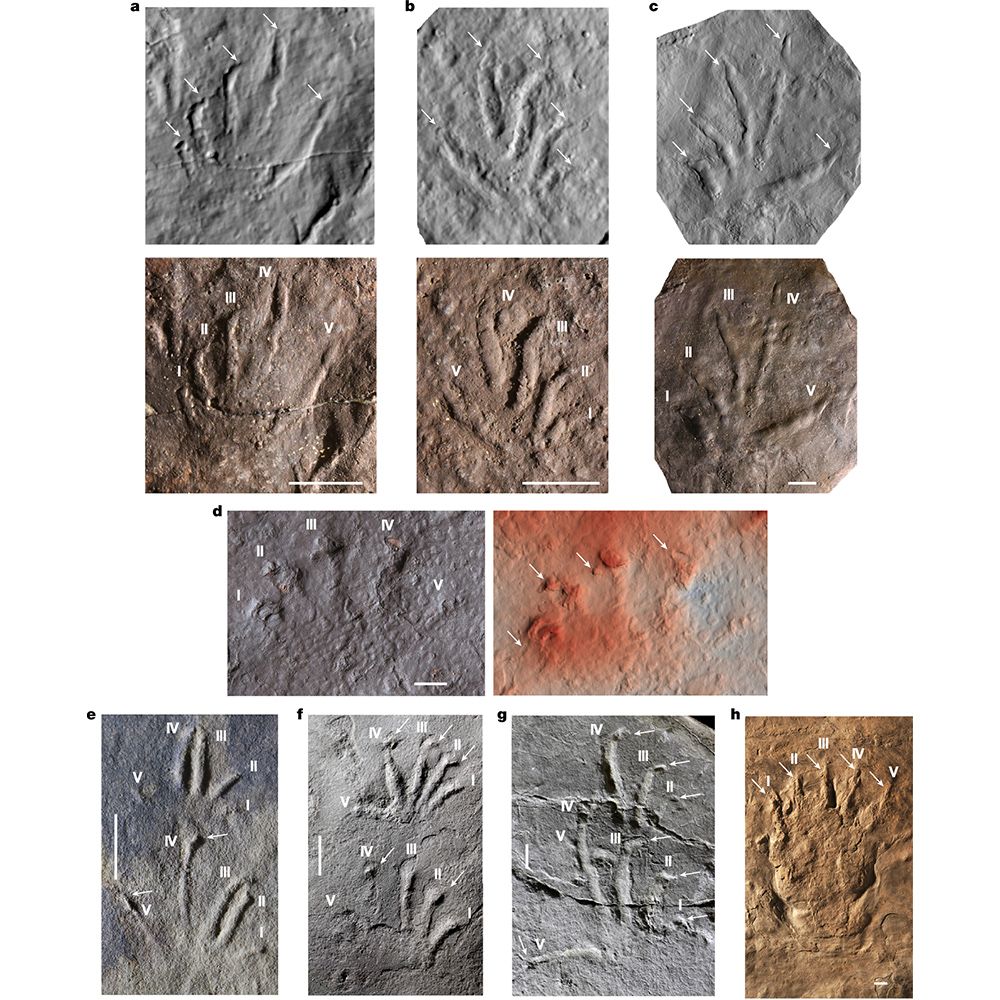 This is figure 3, which shows amniote footprints. 