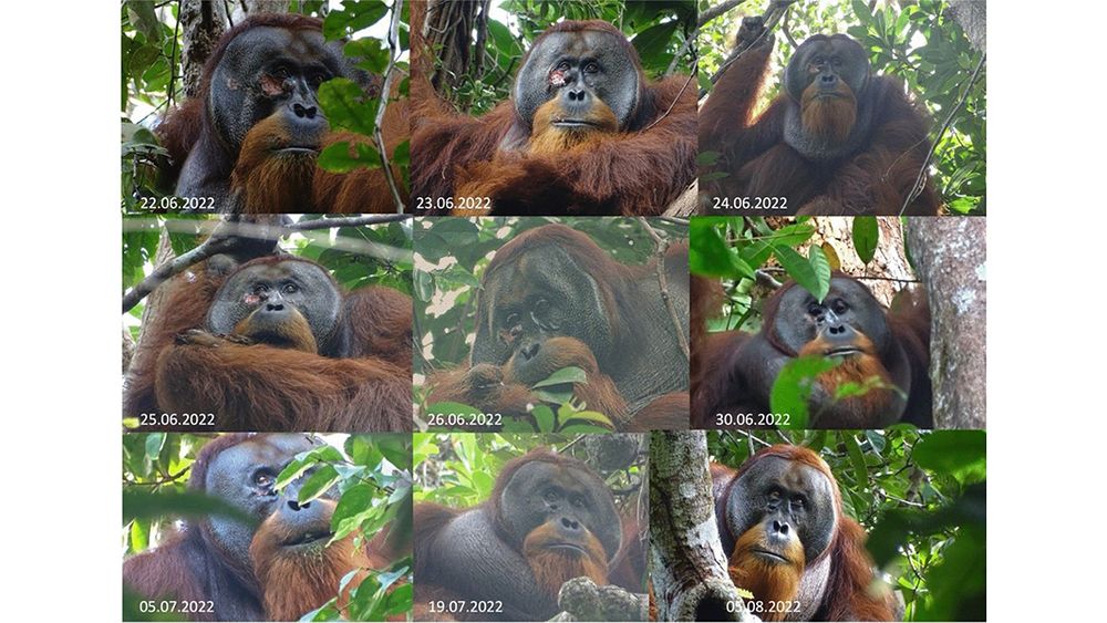 This is figure 1, which shows the process of wound healing. Rakus fed on and later applied the masticated leaves of Fibraurea tinctoria to his facial wound on June 25. On June 26 he was again observed feeding on Fibraurea tinctoria leaves (see photo). By June 30 the wound was closed and by August 25 was barely visible anymore.