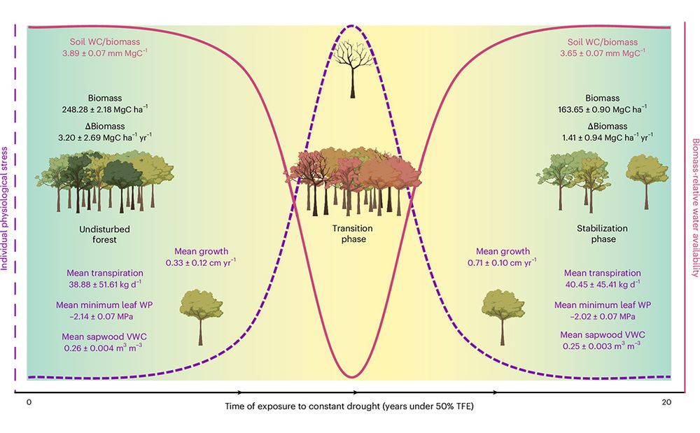 This is figure 3, which provides a synthetic diagram showing a summary of the results, including individual physiology (hydraulics and growth) and forest carbon dynamics. 