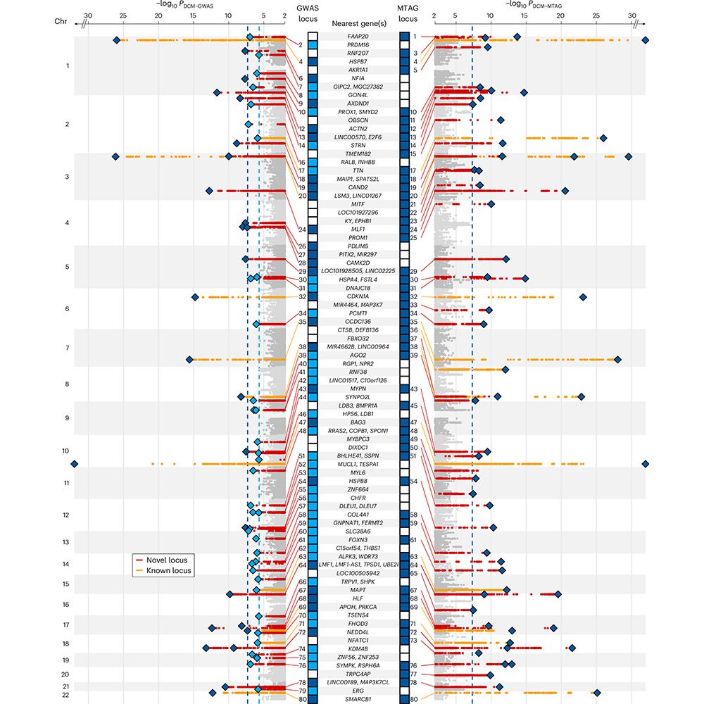 Genome-wide association analyses in Nature Genetics provide insights into the molecular etiology of dilated cardiomyopathy, which may inform the design of genetic testing strategies and may facilitate the development of targeted therapeutics. https://go.nature.com/4fIkNmh 