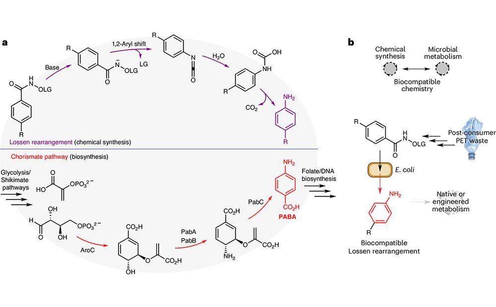 This is figure 1, which shows aniline synthesis from carboxylic acids in vitro and in vivo. 