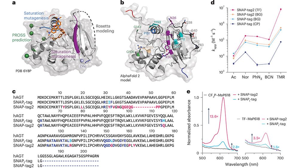 This is figure 2 showing how SNAP-tag engineering is aiming for faster and brighter fluorescence labeling