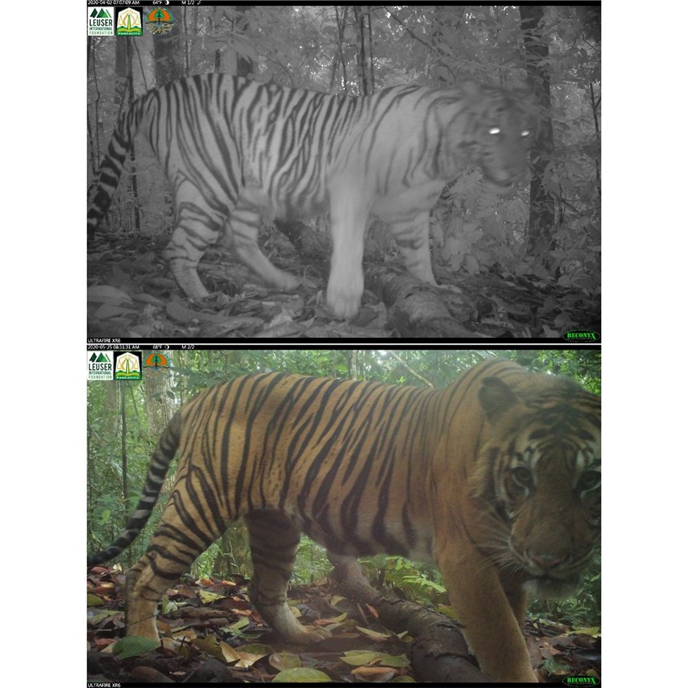 This is figure two, which shows the lone female and one of eight male Sumatran tigers detected in the Ulu Masen Ecosystem, Aceh, Indonesia. These individuals were photographed in submontane forests at the same station, 53 days apart, in 2020.

