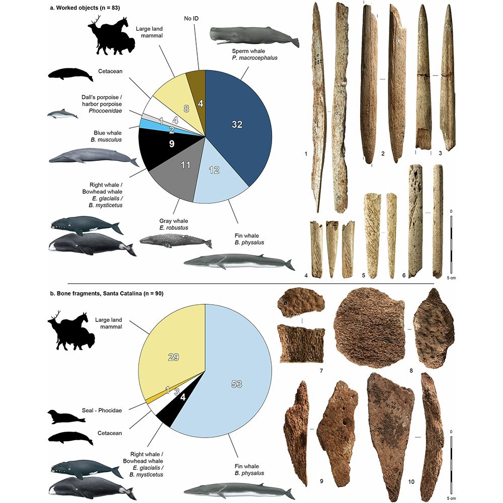 This is figure 1, which shows the taxonomic identification of the 173 bone specimens analyzed using ZooMS, and examples of the main categories of elements. 