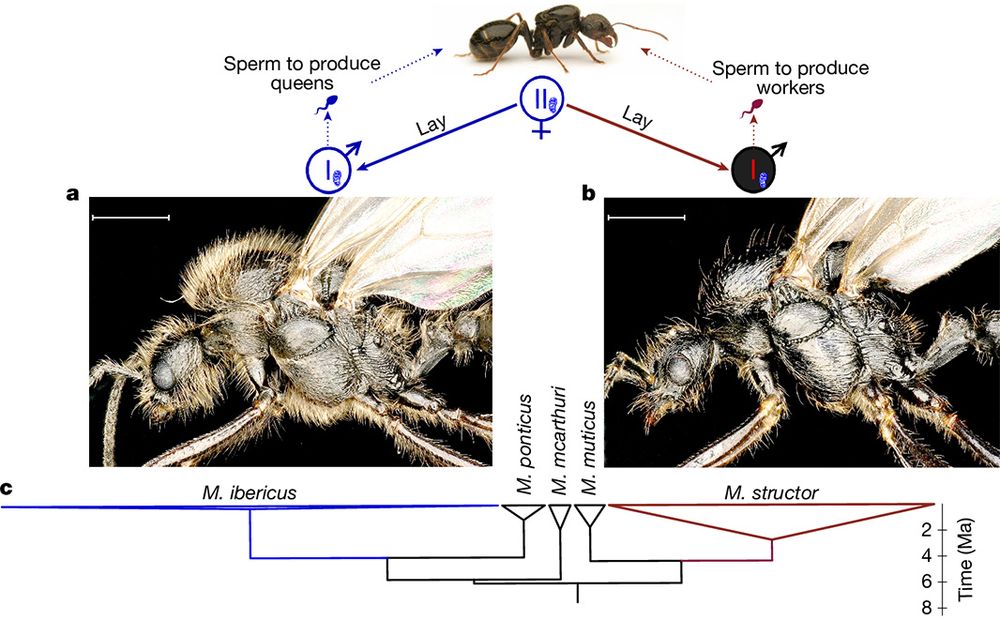 This is figure 2, which shows M. ibericus queens lay males from two different species. 