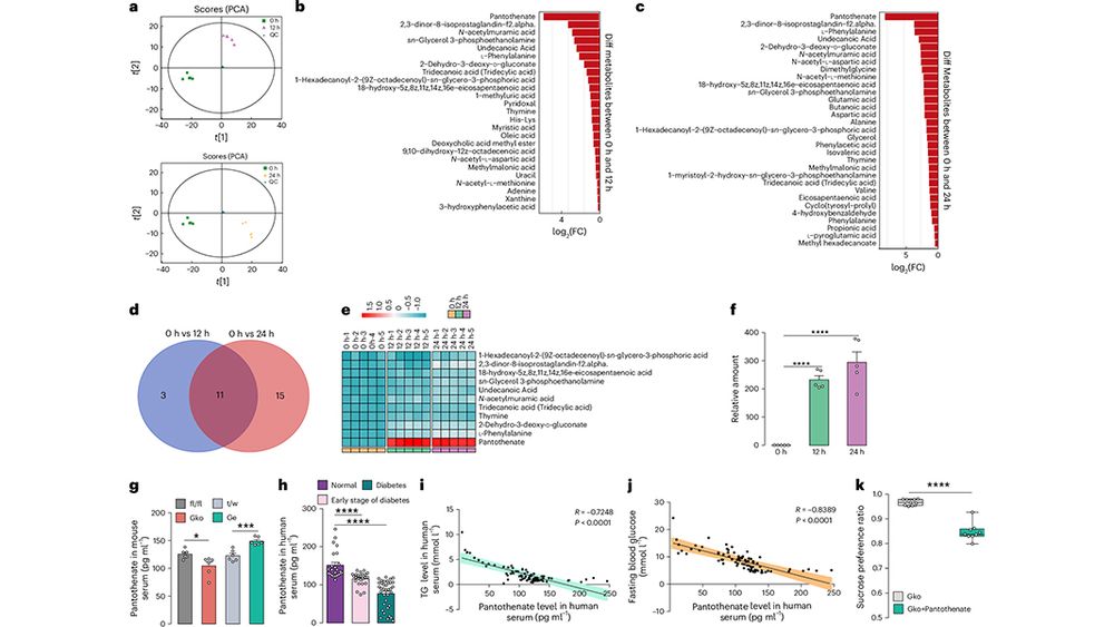This is figure 5, which shows the discovery of pantothenate as the key metabolite of B. vulgatus via untargeted and targeted metabolomics. 