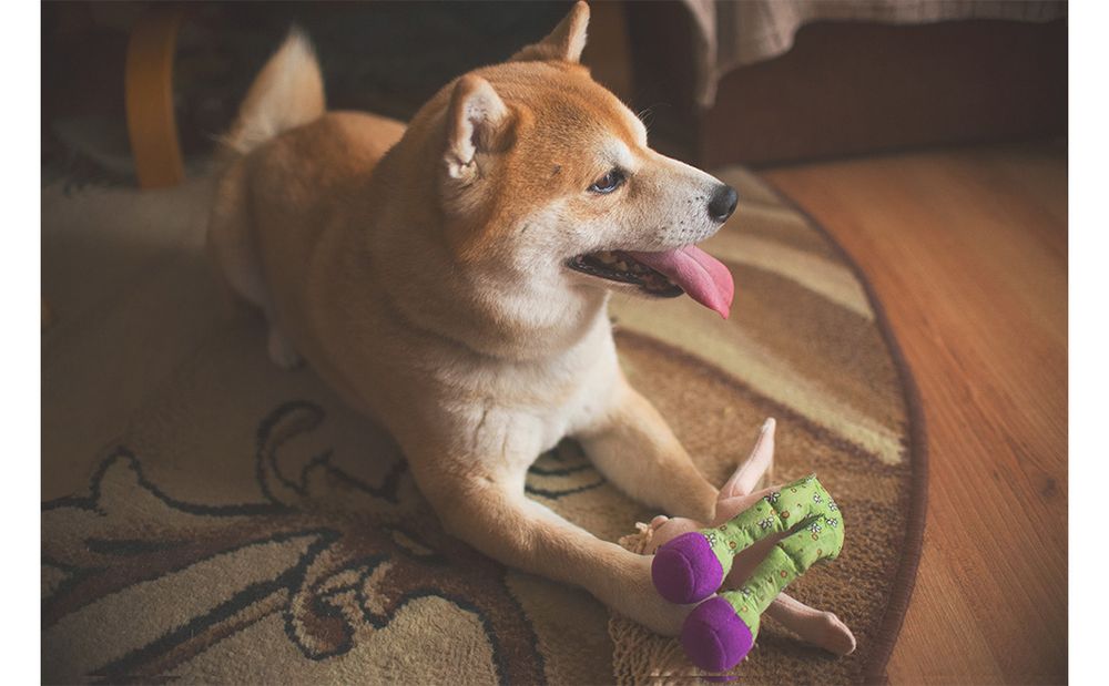 A Shiba Inu dog, light brown with a white belly, is lying on a patterned rug. The dog has its tongue out, looking relaxed and content. It is holding a green and purple plush toy in its paws.