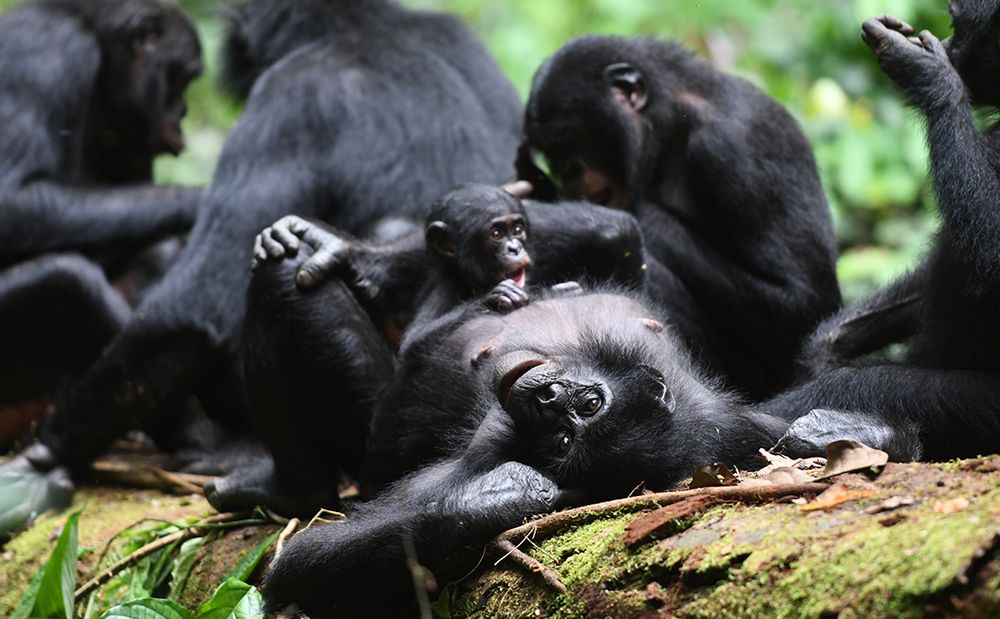 Members of the Ekalakala community resting and socializing on a fallen tree

Credit: Martin Surbeck, Kokolopori Bonobo Research Project