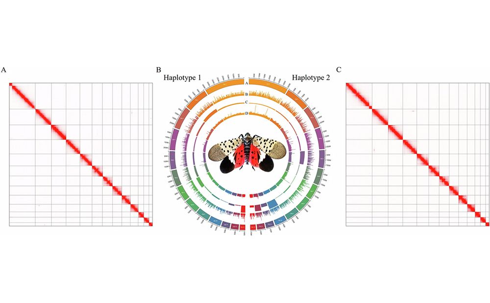 This is figure 2, which is a multi-paneled figure showing the Hi-C contact map for haplotype 1 of the spotted lanternfly.  