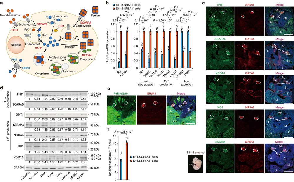 This is figure 1, which shows iron-metabolism pathways are uniquely activated in embryonic gonads during male sex determination. 
