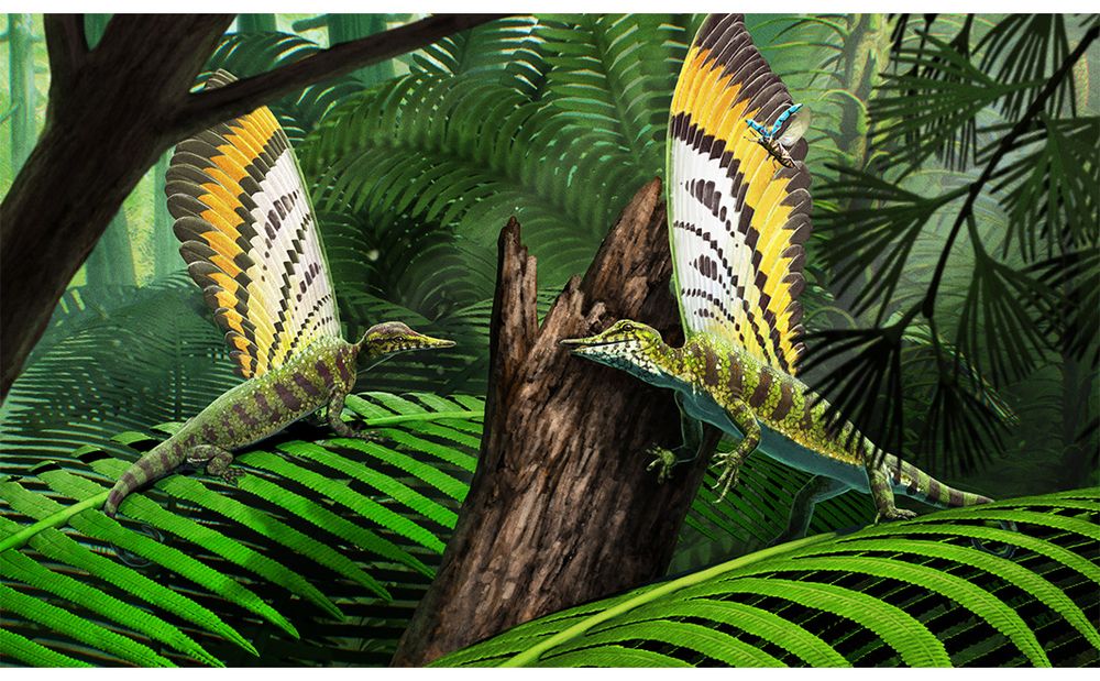 Reconstruction and illustration of Mirasaura in its natural forested environment, hunting insects. Credit: Gabriel Ugueto 