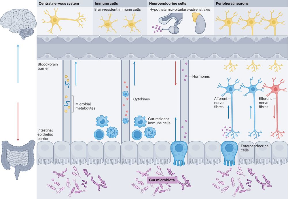 This is figure 1, which shows the gut microbiota–brain axis.
