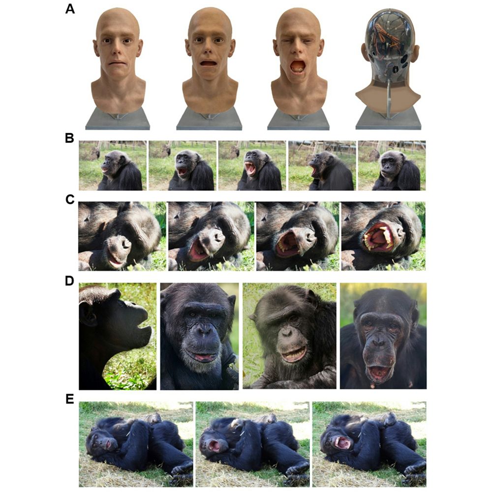 This is figure 1, which shows the yawning android and then a series of images of the chimpanzees yawning. 