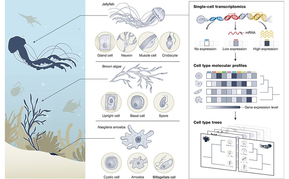 This is figure 1, which shows thattThe BCA aims at molecularly characterizing cell types across the eukaryotic tree of life. 