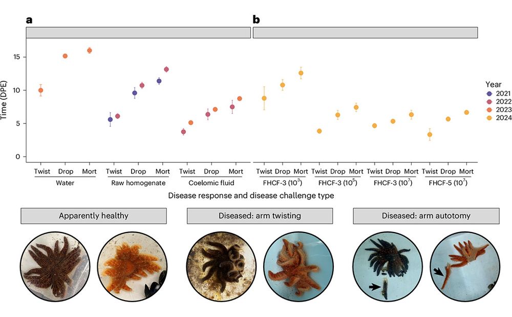 This is figure 2, which shows the disease signs and trajectory of P. helianthoides exposed to SSWD. 