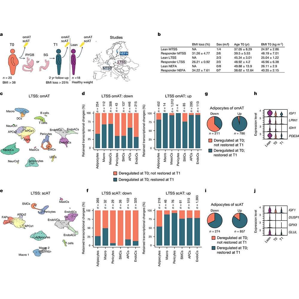 This is figure 1, which shows human adipose tissue retains cellular transcriptional changes after BaS-induced weight loss.