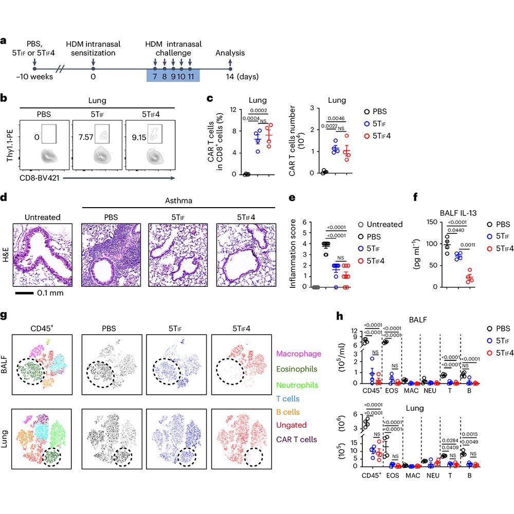 This is figure 7, which shows that 5TIF4 cells provide long-term protection against HDM-induced asthma recurrence.