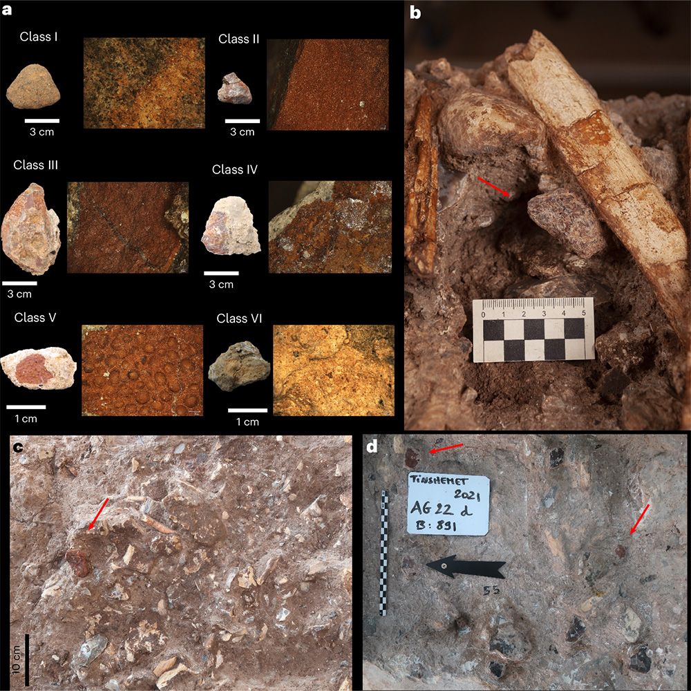 This is figure 4, which shows different types of ochre from Tinshemet Cave and their association with human and animal bones. 