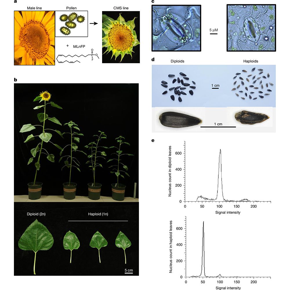 This is figure 1, which shows that latent parthenogenesis leads to haploid induction in sunflowers. 
