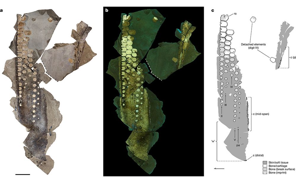 This is figure 1, which shows the front flipper of Temnodontosaurus trigonodon with soft tissues. 