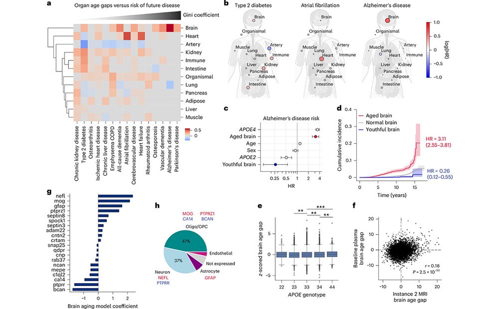 This is figure 2, which shows organ age estimates predict future age-related disease. 
