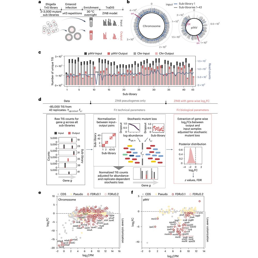 This is figure 2, which shows a genome-wide map of the Shigella geneset required to invade the human enteroid infection model. 