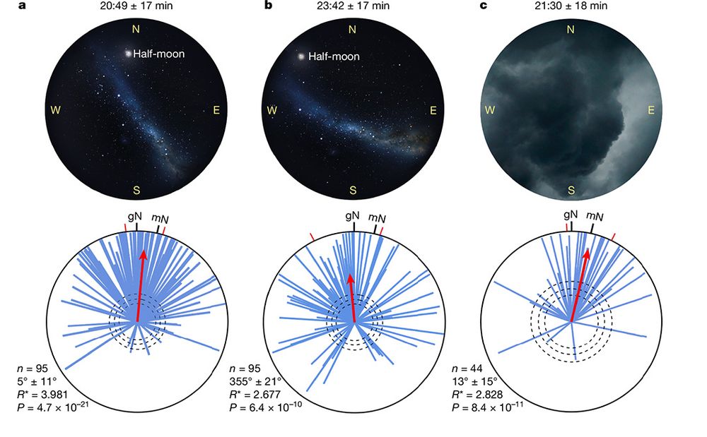 This is figure 2, which shows Bogong moth navigation under natural night skies. 