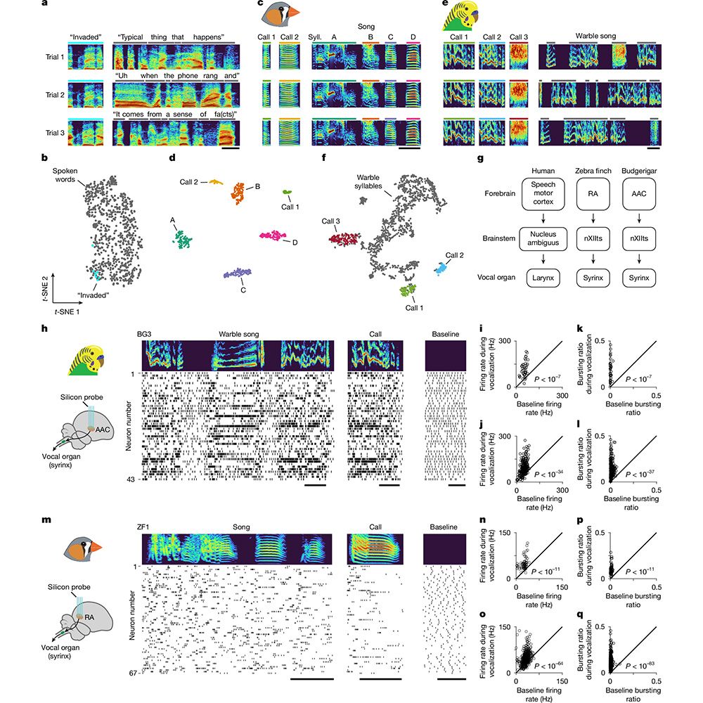 This is figure 1, which shows a comparative vocal behaviour and underlying neural activity. 