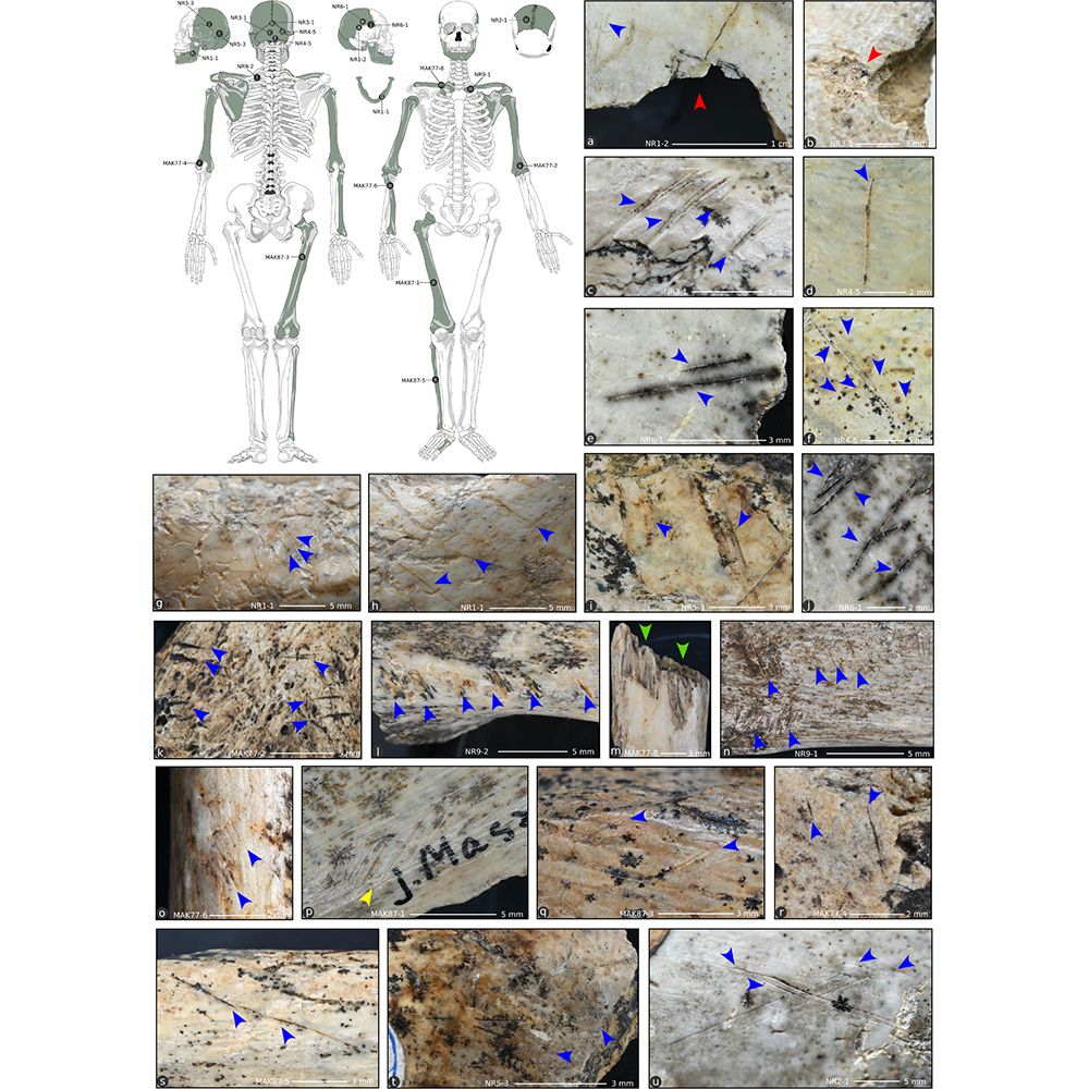 This is figure 5, which shows human induced modifications on cranial and postcranial remains. 