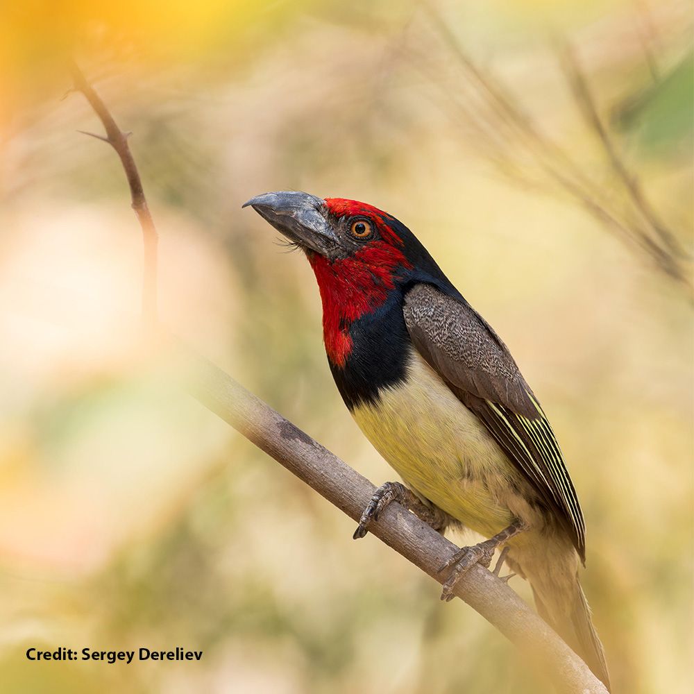 Black-collared Barbet (Lybius torquatus), The Panhandle, Okavango Delta, Botswana, September 2023. Credit: Sergey Dereliev 