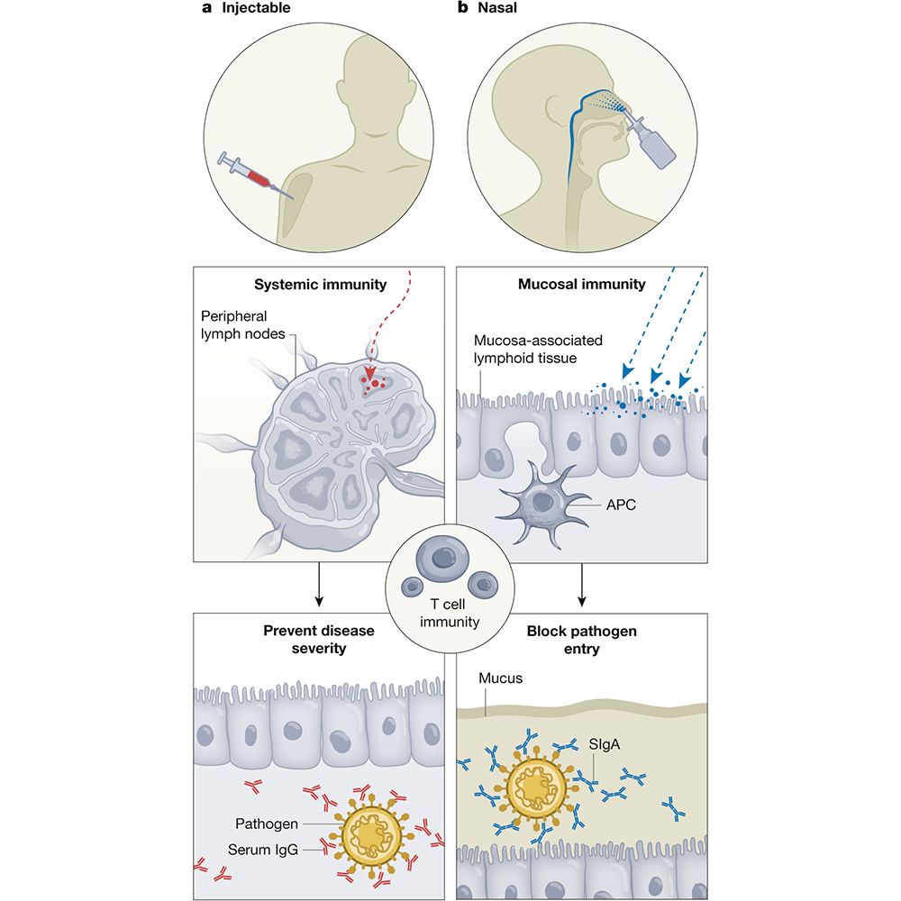 This is figure 1, which shows a comparison of injectable and mucosal vaccines. 