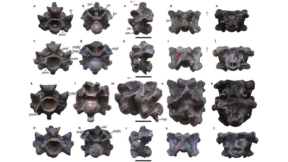 This is figure 2, which shows the anterior trunk vertebrae of Vasuki indicus.