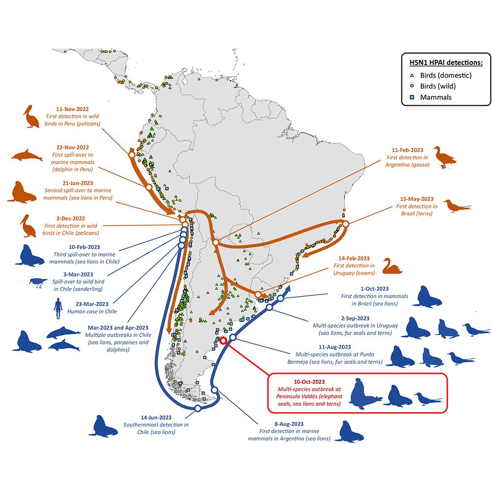 This is figure 4, which shows the chronology and hypothesized pathways of spread of H5N1 HPAI (2.3.4.4b) viruses in South America, 2022–2023.
