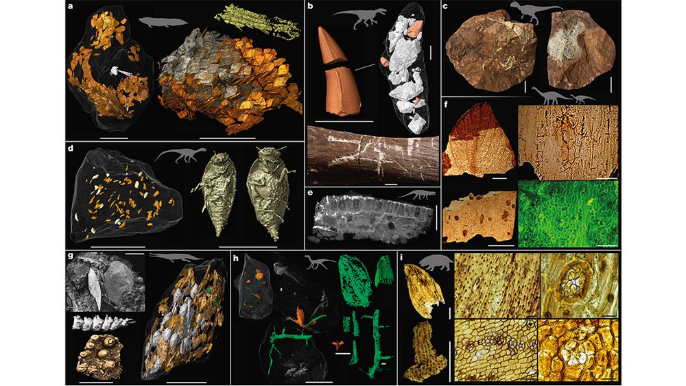 This is figure 2, which shows feeding evidence inferred from bite marks and synchrotron-scanned bromalites from Krasiejów, Lisowice and Sołtyków. 