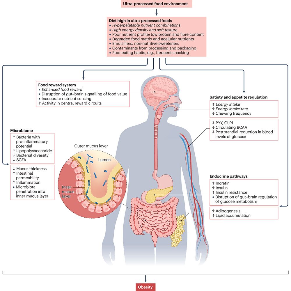 This is figure 2, which shows physiological pathways underlying the association between ultra-processed dietary patterns and obesity. 
