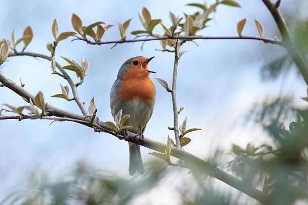 The stock image shows a robin with an orange breast sits on a budding branch, its beak open as if singing, against a soft, blurred sky.