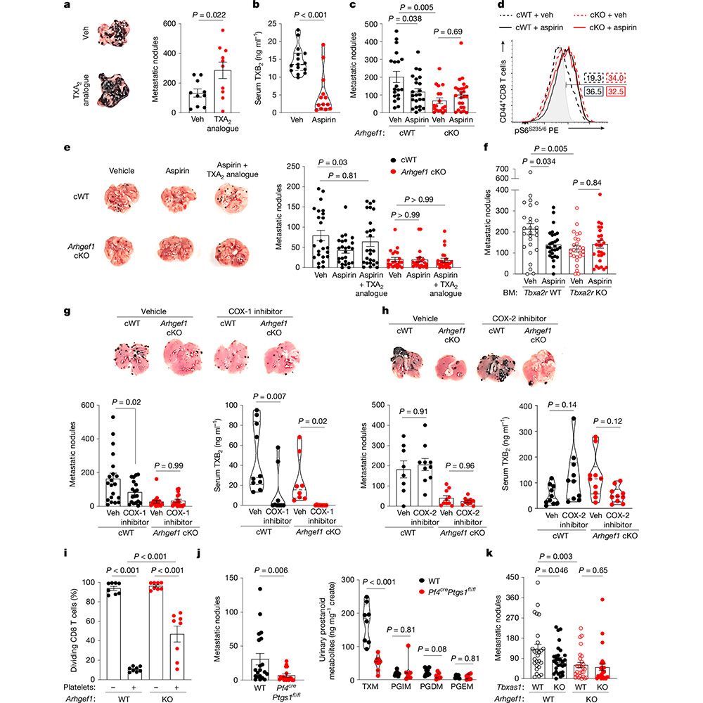 This is figure 5, which shows that aspirin promotes anti-metastatic immunity by releasing T cells from ARHGEF1-dependent suppression by TXA2. 