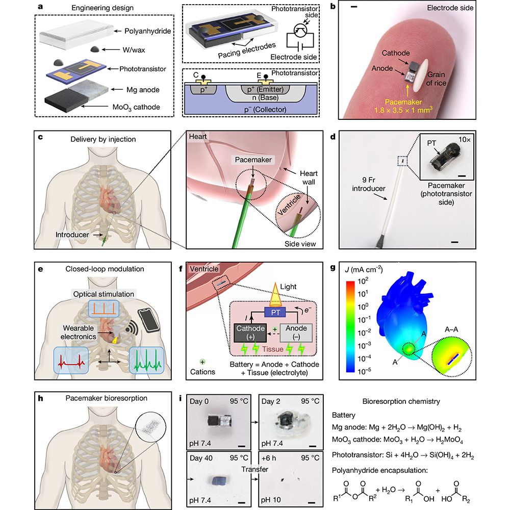This is figure 1, which shows the design of injectable, self-powered, bioresorbable cardiac pacemakers with wireless, optoelectronic control. 