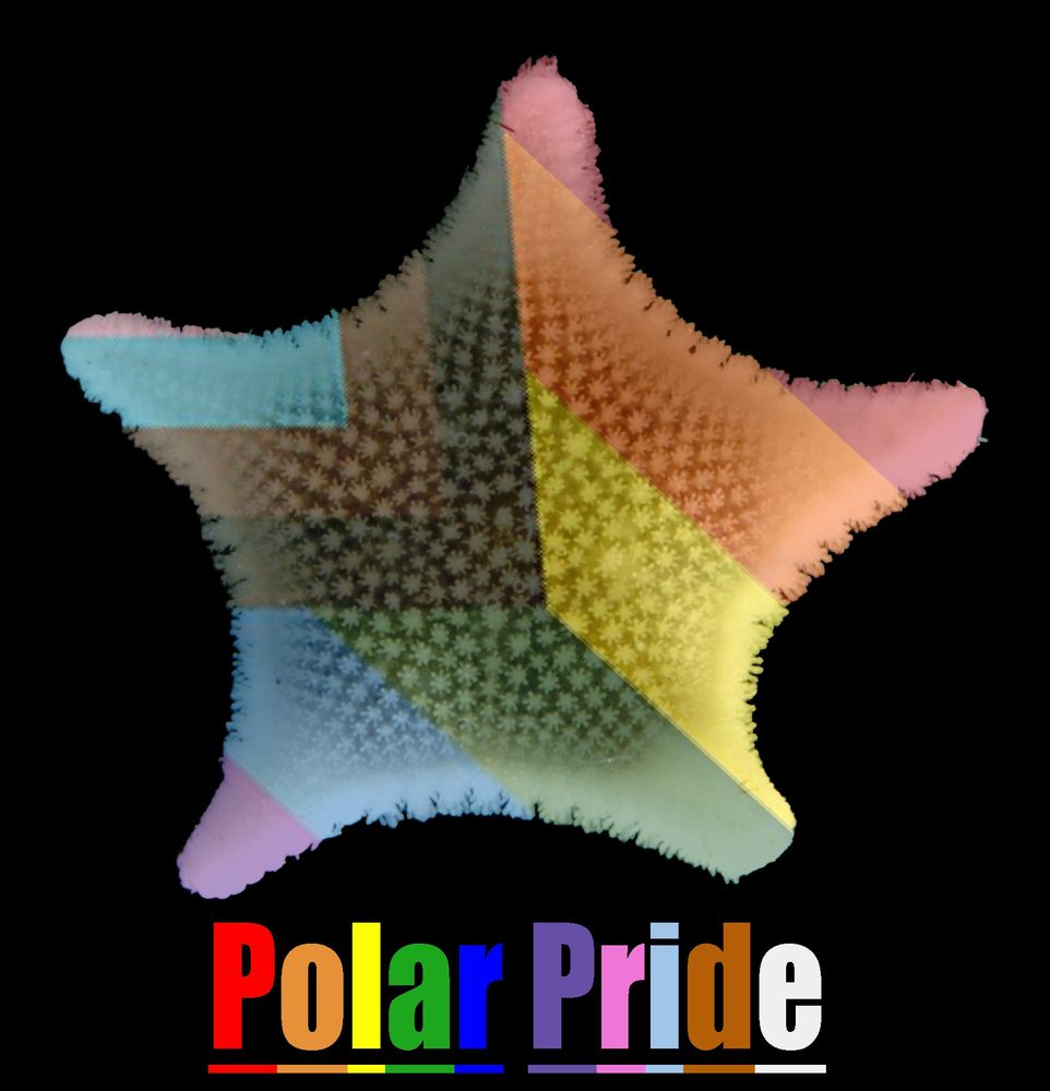 a polar pride (pride colours) star fish or sea star