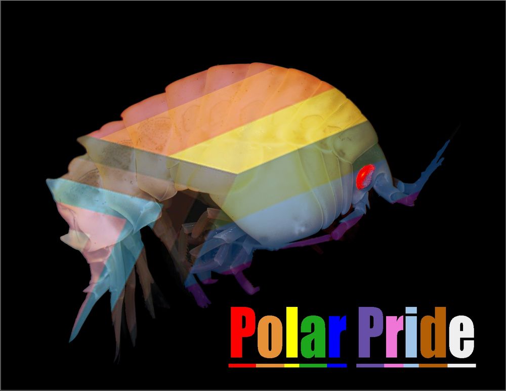 a polar pride (pride colours) amphipod