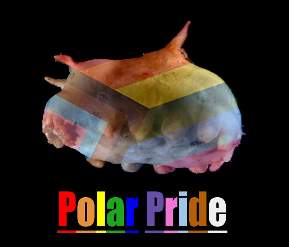 a polar pride (pride colours) sea pig or sea cucumber