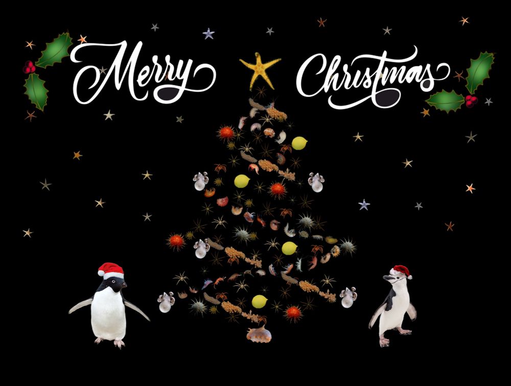 Two penguins wearing Santa hats standing next to a Christmas tree made out of images of Antarctic seafloor creatures with starfish in the sky as stars